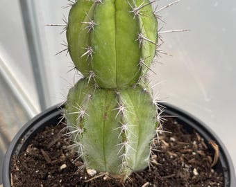Cereus Fa. Monstrose "rojo" | Live Rooted Succulent-cactus - Etsy