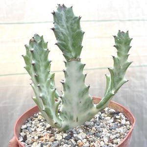 Ghost cactus | Variegated Euphorbia Lactea Live Plant Unique Succulent Easy Care Cactus Live Succulent Plant for Cactus Collection