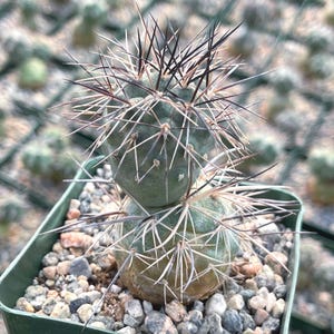 Tephrocactus Geometricus Alexanderi | Live Plant Live Cactus Rare Succulent Low Maintenance Cactus Live Plant Unique Desert Plant