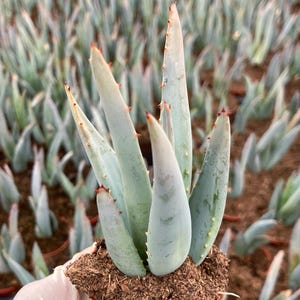 Aloe Claviflora Jackal's Tail Aloe | Rare Aloe Succulent Plant Unique Rosette Aloe Indoor Desert Plant Gift for Plant Lovers
