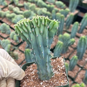 Crested Myrtle Blue Cactus Blue Candle Cactus Colorful Cactus Unique Crested Cactus Low Maintenance Succulent gift