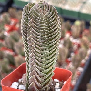 Buddha Temple Succulent (Crassula ‘Buddha’s Temple’) with stacked, geometric leaves forming a pagoda-like shape, perfect for plant collectors
