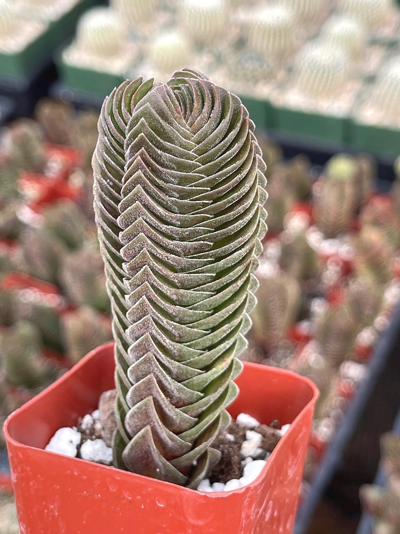 Buddha Temple Succulent (Crassula ‘Buddha’s Temple’) with stacked, geometric leaves forming a pagoda-like shape, perfect for plant collectors