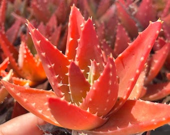 Aloe Perfoliata | Live Succulent Plant Compact Succulent Colorful Plant for Home Decor Garden Succulent Arrangement