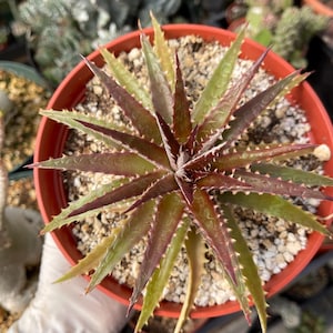 6” Dyckia Hybrid | Live Succulent, Beautiful Plant , Unique Succulent, Easy Care Succulent, Rare Succulent, Succulent Gift
