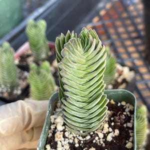 May include: Close-up of a small, green succulent plant in a square, light green pot. The plant has stacked, triangular leaves with a light green color and a slight reddish hue on the edges. The pot contains soil and small white rocks.