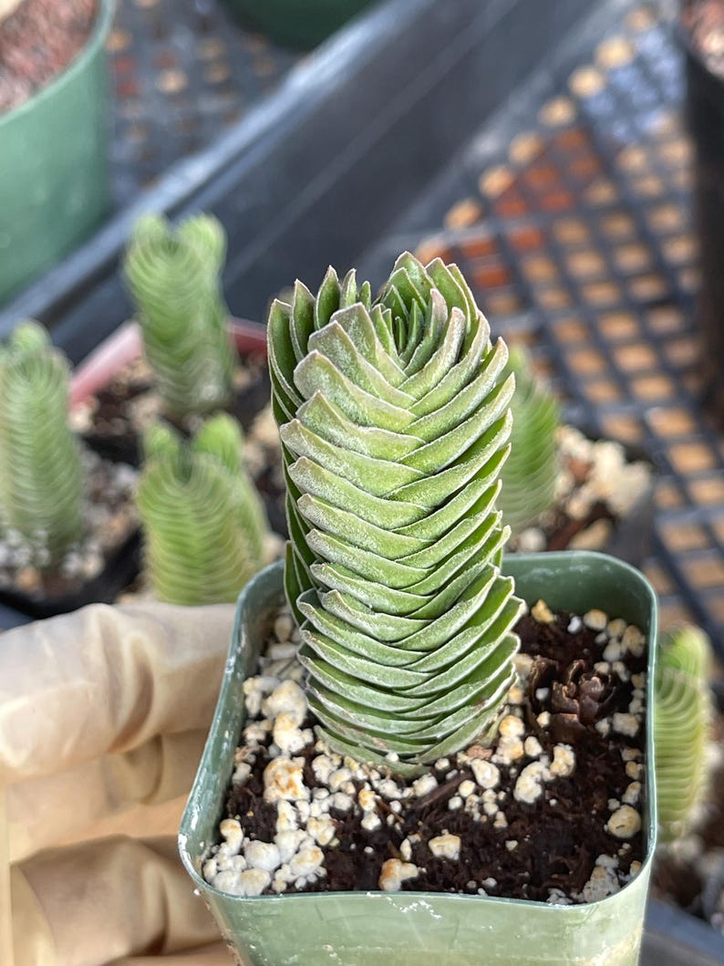 May include: Close-up of a small, green succulent plant in a square, light green pot. The plant has stacked, triangular leaves with a light green color and a slight reddish hue on the edges. The pot contains soil and small white rocks.
