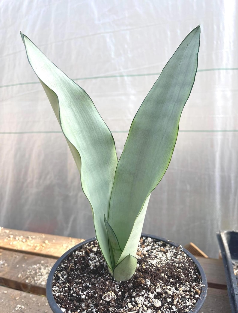 MeDeeCo Sansevieria Snake Plant - Thumbnail 5