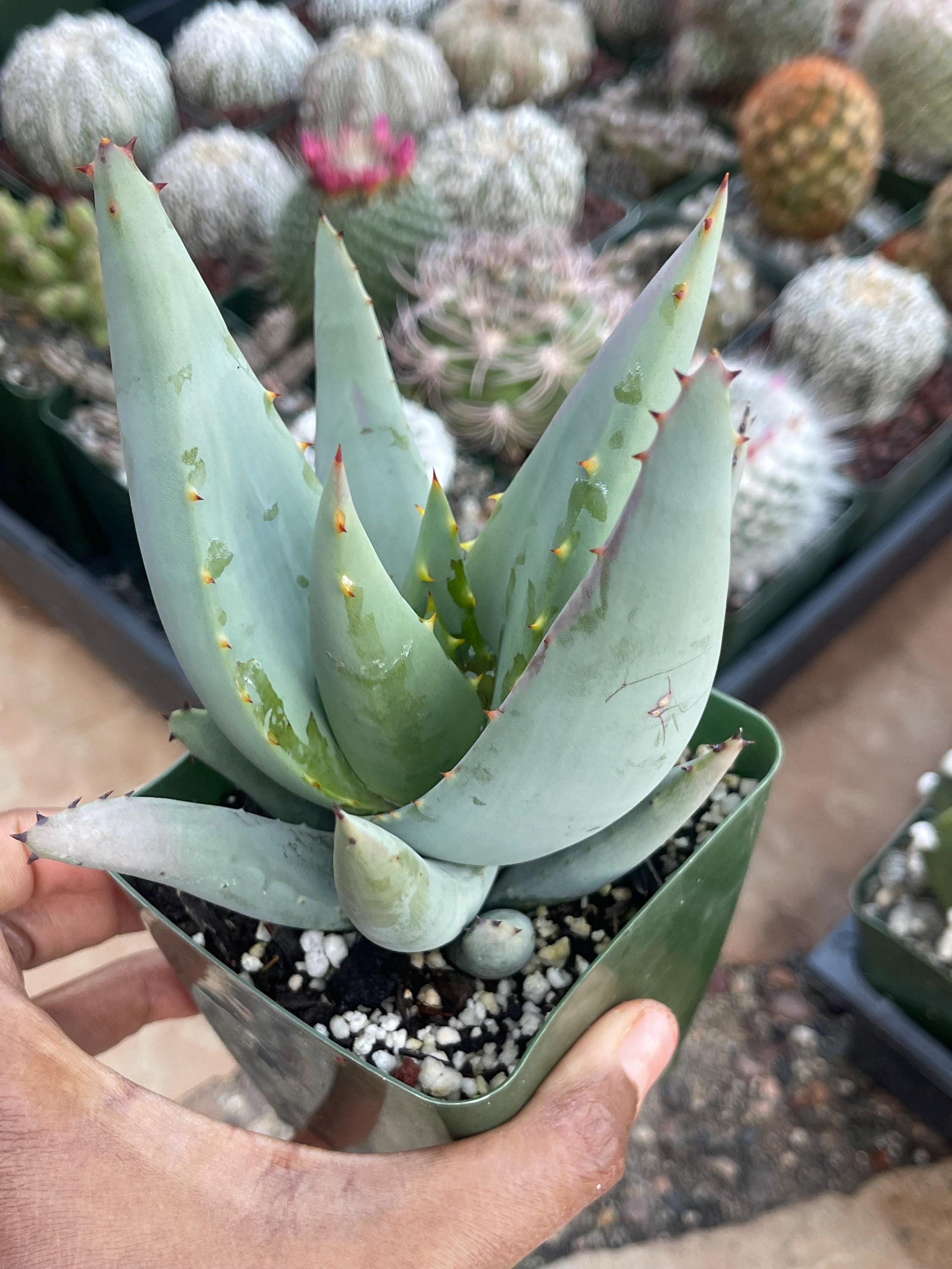 Aloe Claviflora Jackal's Tail Aloe | Rare Aloe Succulent Plant