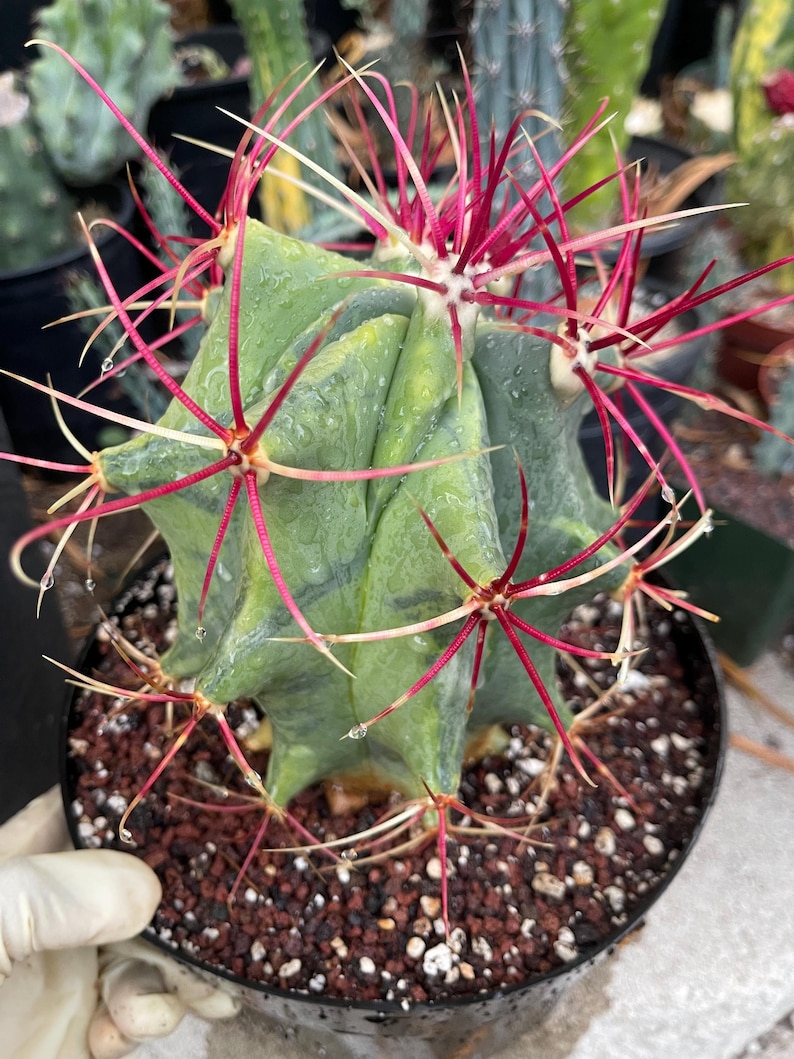 Ferocactus Emoryi Live Red Spines Cactus Plant - Thumbnail 5