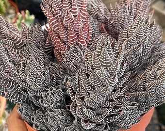 Harworthia Coarctata | Live Plant | Live Succulent