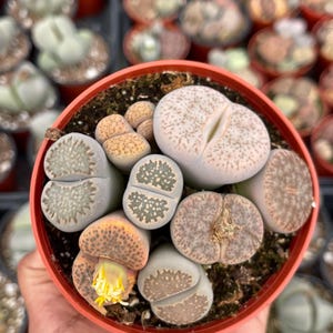Lithops Living Stone succulent | Live Plant Rare Succulent Live Plant for Desert Garden Landscaping Plant Design Succulent Gift