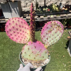 Opuntia Santa Rita Prickly Pear - Purple Cactus Home Decor Rare Succulent, Live Plant Unique Houseplant Easy Care Cactus