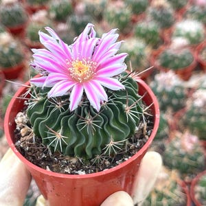Stenocactus Multicostatus cactus | Brain Cactus Live Plant Unique Cactus Easy Care Cactus Plant for Cactus Collection
