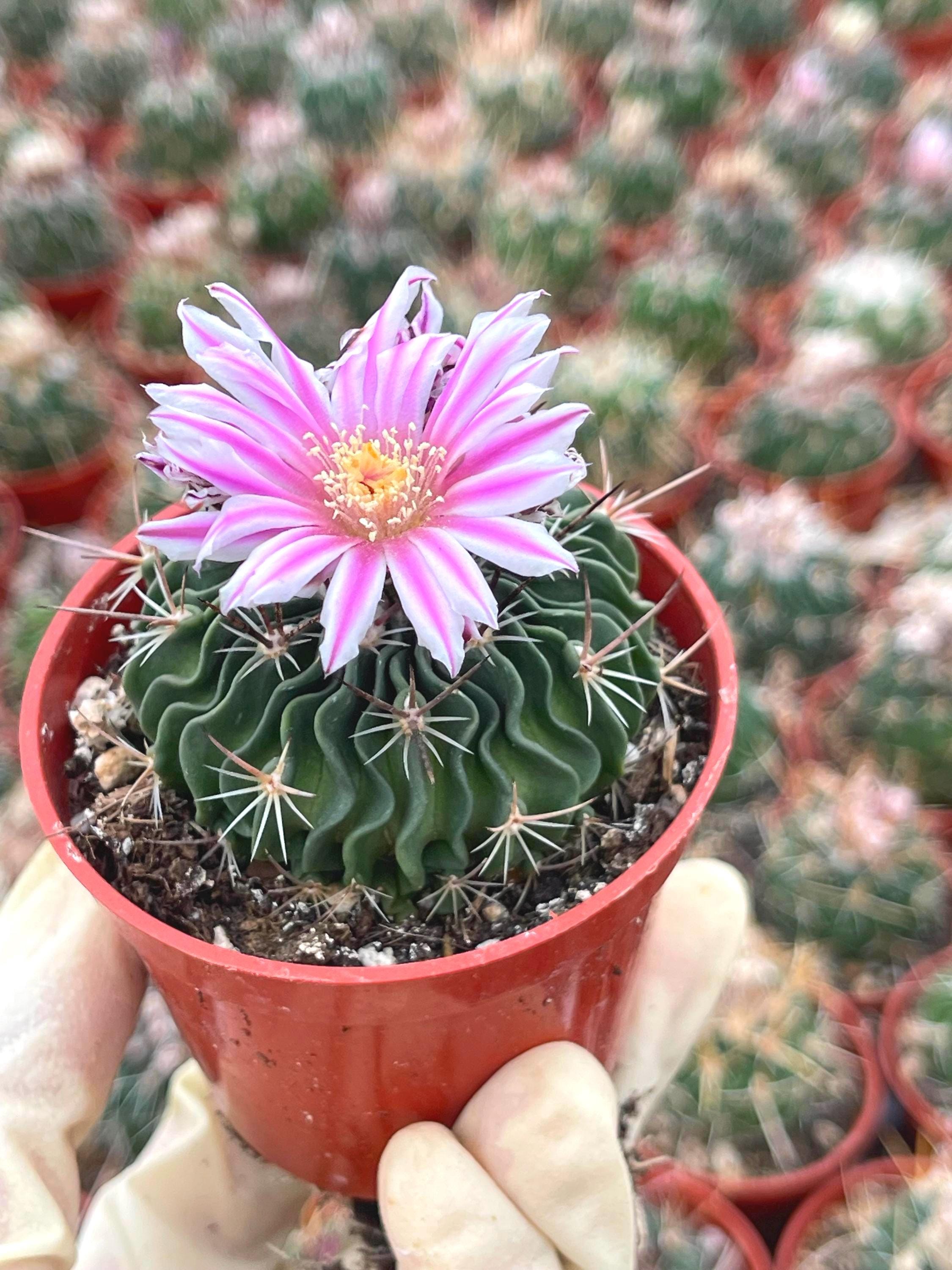 Stenocactus Multicostatus Cactus | Brain Cactus Live Plant Unique