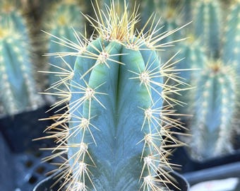 Blue Torch, Pilosocereus Azureus | Blue Cactus Live Succulent Live Plant Unique Desert Plant Easy Care Outdoor Rare Cactus Succulent Gift