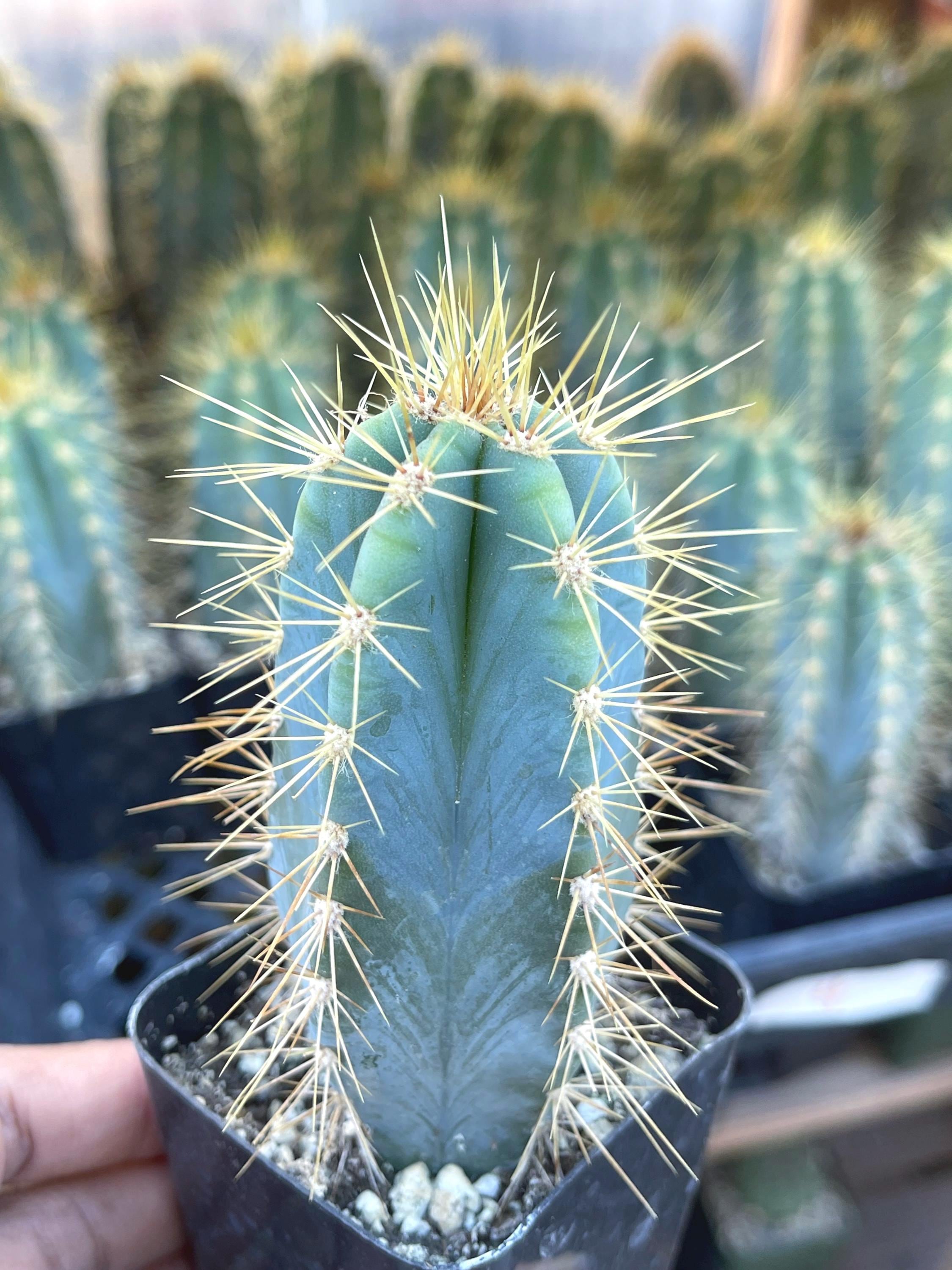 Blue Torch, Pilosocereus Azureus | Blue Cactus Live Succulent Live Plant  Unique Desert Plant Easy Care Outdoor Rare Cactus Succulent Gift