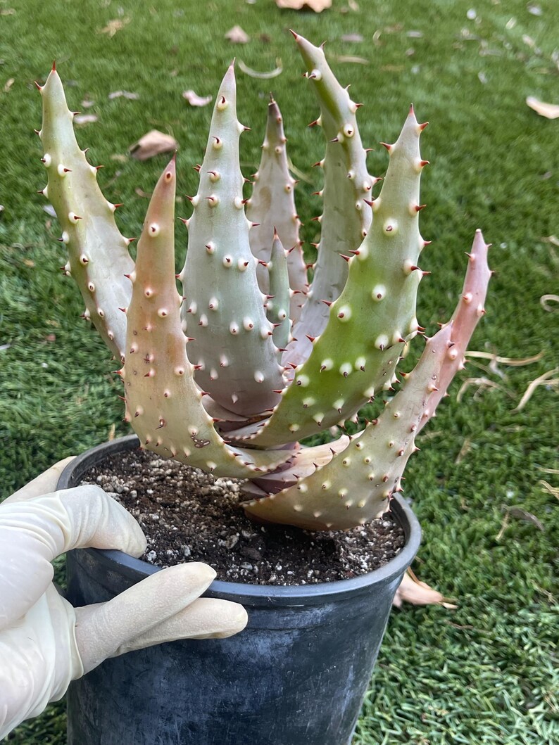Aloe Marlothii | Spiky Aloe Drought Tolerant Succulent for Landscaping ...