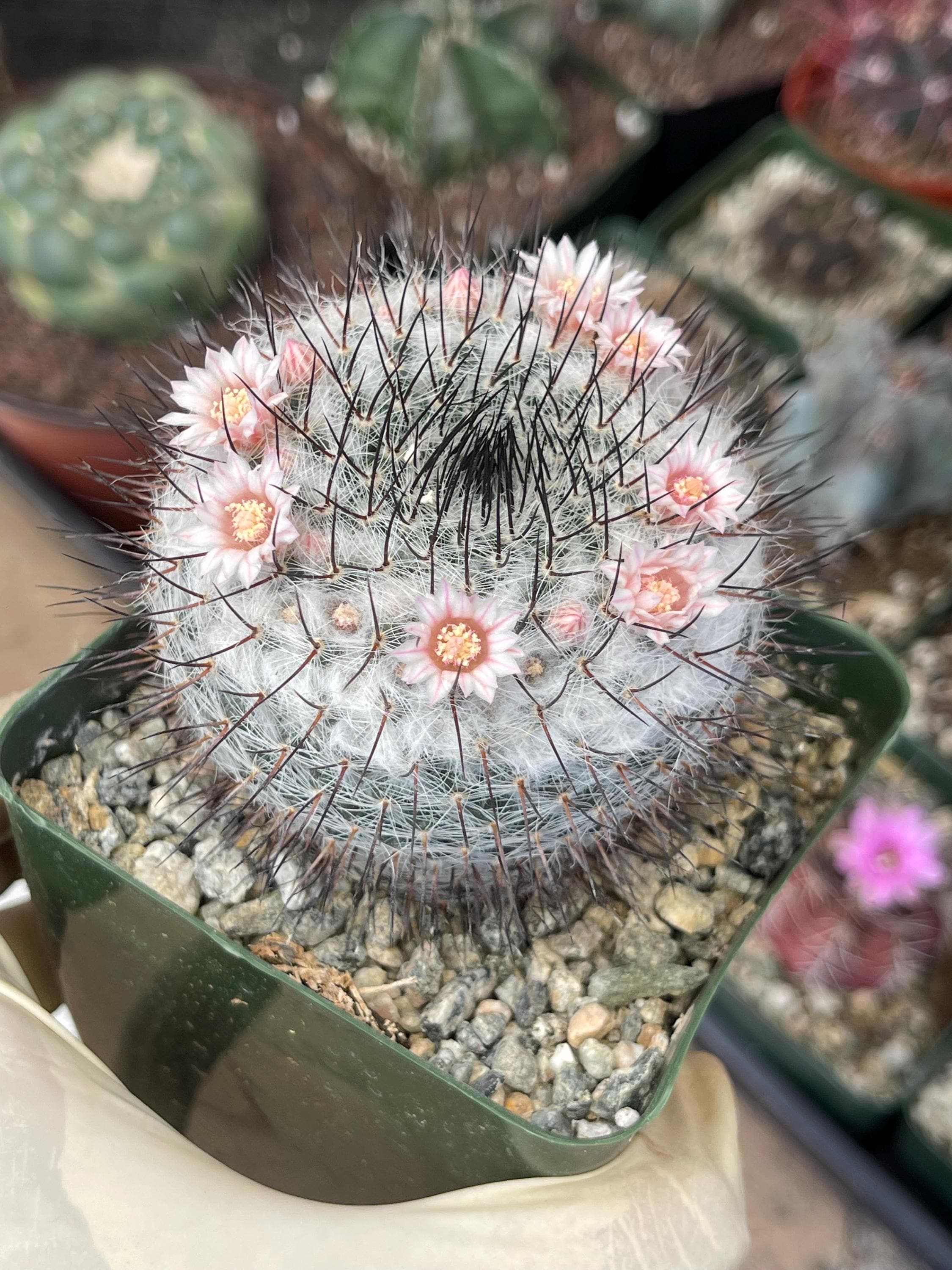 Mammillaria Ritteriana | Live Cactus | Rare Plant - Etsy