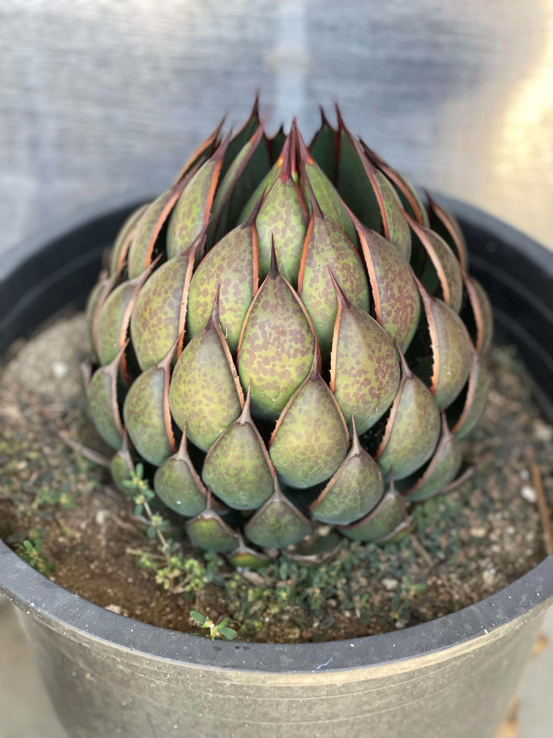 Mangave Praying Hands | Liveplant | Rare Plant Landscape Agave for Home  Decor Rare Succulent Low Maintenance Live Plant Desert Garden Plant - Etsy