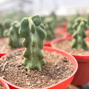 Totem Pole Cactus | Live Plant Unique Succulent Easy Care Cactus Succulent Plant for Landscaping Cactus Collection