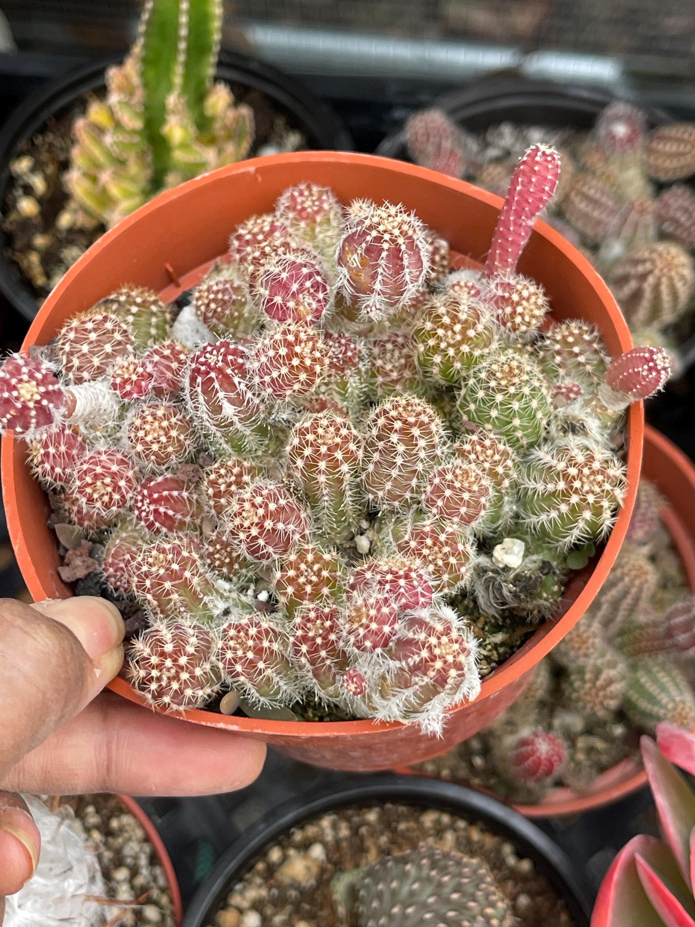 Peanut Cactus | Echinopsis Chamaecereus | Live Cactus - Etsy