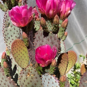 Opuntia Santa Rita Prickly Pear Cutting - Purple Cactus Home Decor Rare Succulent, Live Plant Unique Houseplant Easy Care Cactus