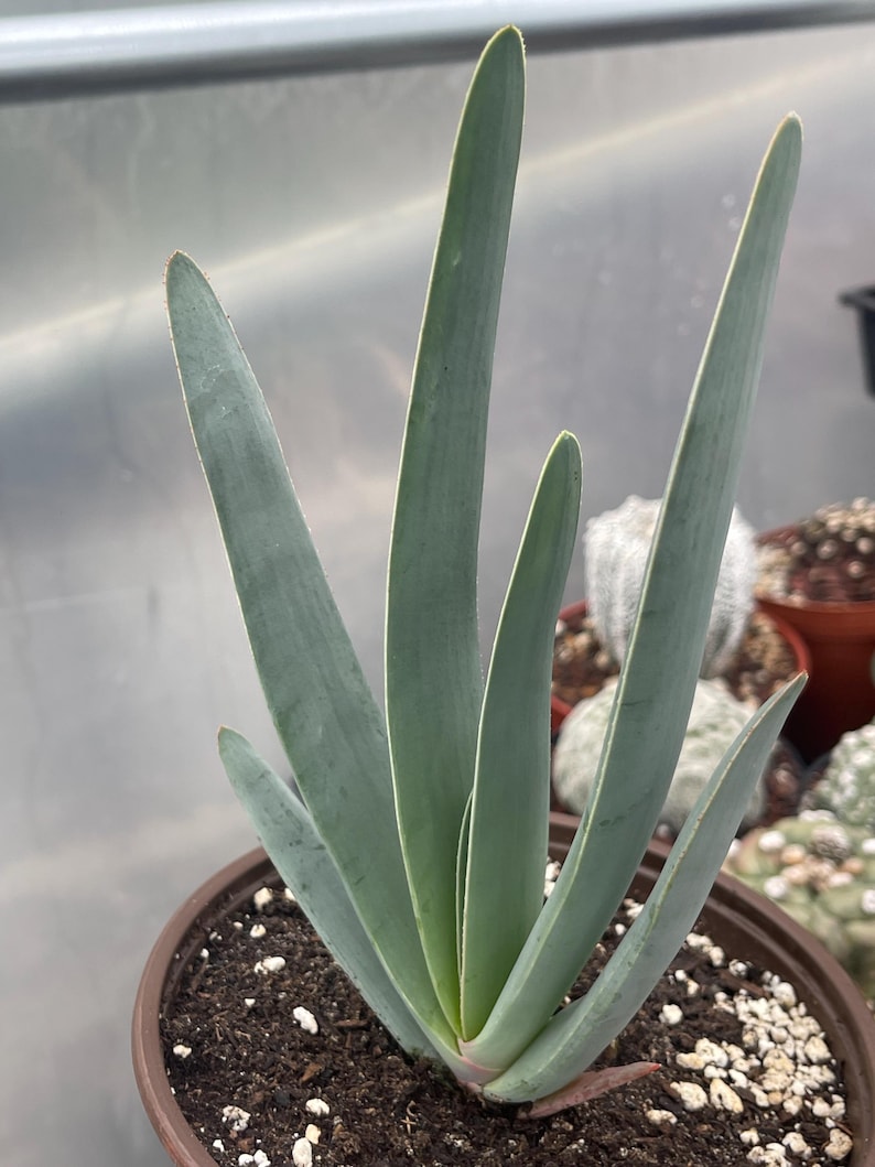 MeDeeCo Fan Aloe - Thumbnail 4