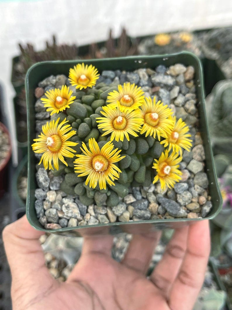 MeDeeCo Aloinopsis Schooneesii Succulent - Thumbnail 5