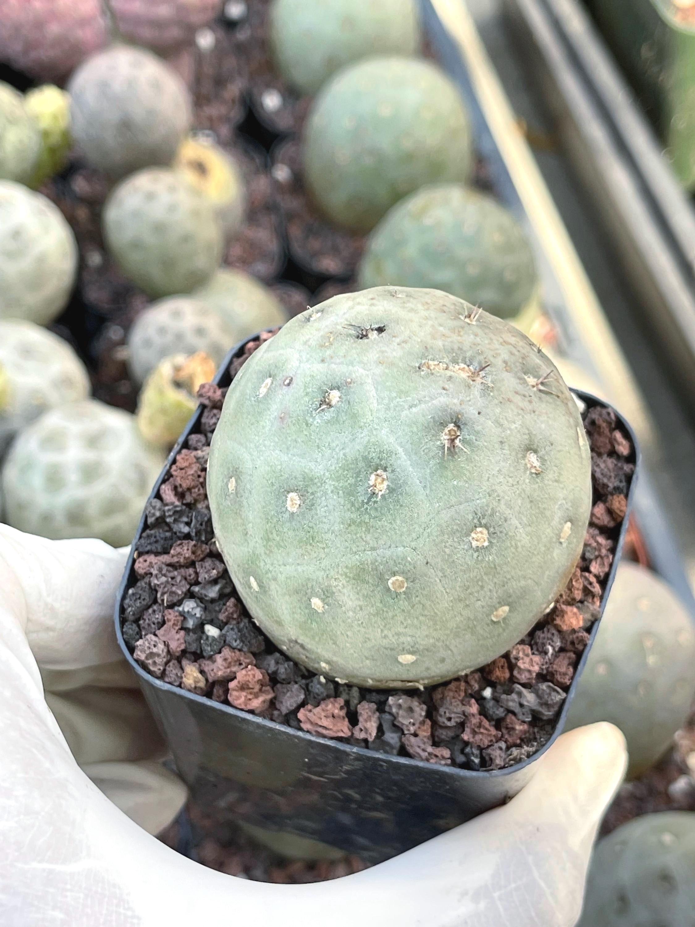 Tephrocactus Geometricus | Rare Succulent Blooming Succulent Live Plant  Unique Desert Plant Flower Succulent - Etsy