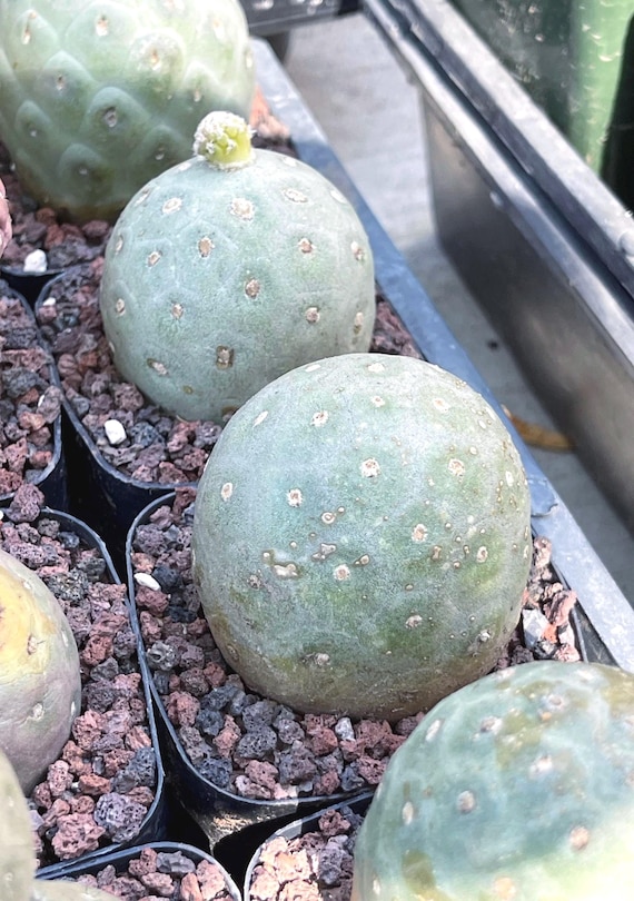 Tephrocactus Geometricus | Rare Succulent Blooming Succulent Live Plant  Unique Desert Plant Flower Succulent - Etsy