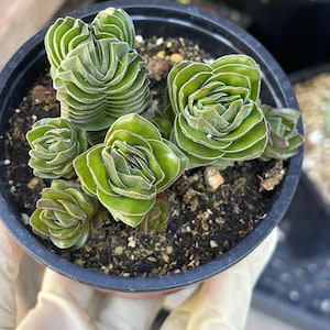 Crassula Buddha Temple, Rare Succulent Unique Succulent Live Plant Exotic Desert Plant Easy Care Succulent Rare Plant Succulent Gift image 4