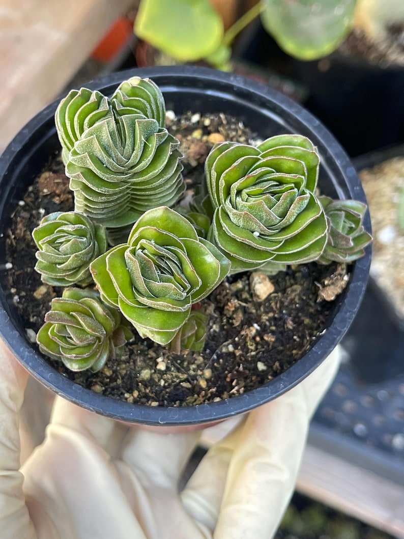 Crassula Buddha Temple, Rare Succulent Unique Succulent Live Plant Exotic Desert Plant Easy Care Succulent Rare Plant Succulent Gift image 4