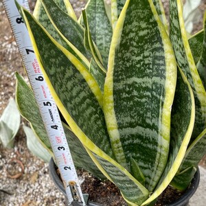 サンスベリア Dragon King variegated Endang Tien ⚘ | ⭐Sansevieria Dragon King variegated⭐SOLD