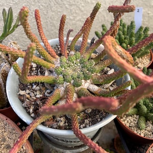 Euphorbia Medusa | Live Plant | Live Succulent, Rare Plant, Rare Succulent, Succulent Plant, Crested Plant
