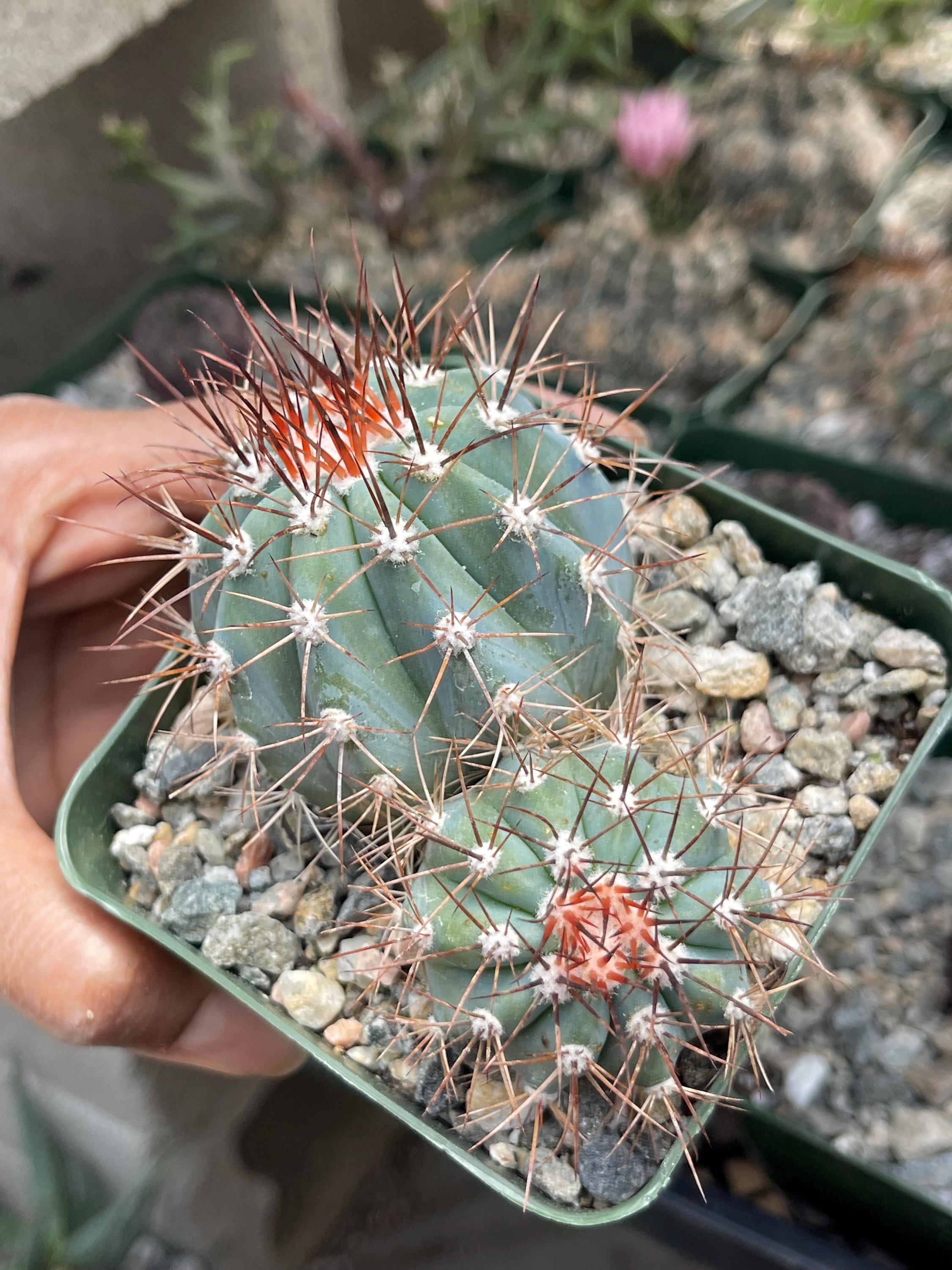 Turk's Cap Cactus | Live Cactus Plant Colorful Cactus Unique