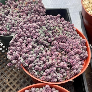 Sedum Dasyphyllum Minor | Live Succulent Plant Compact Succulent Colorful Plant Colorful Succulent Arrangement