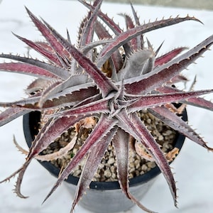 Dyckia Hybrid - Etsy