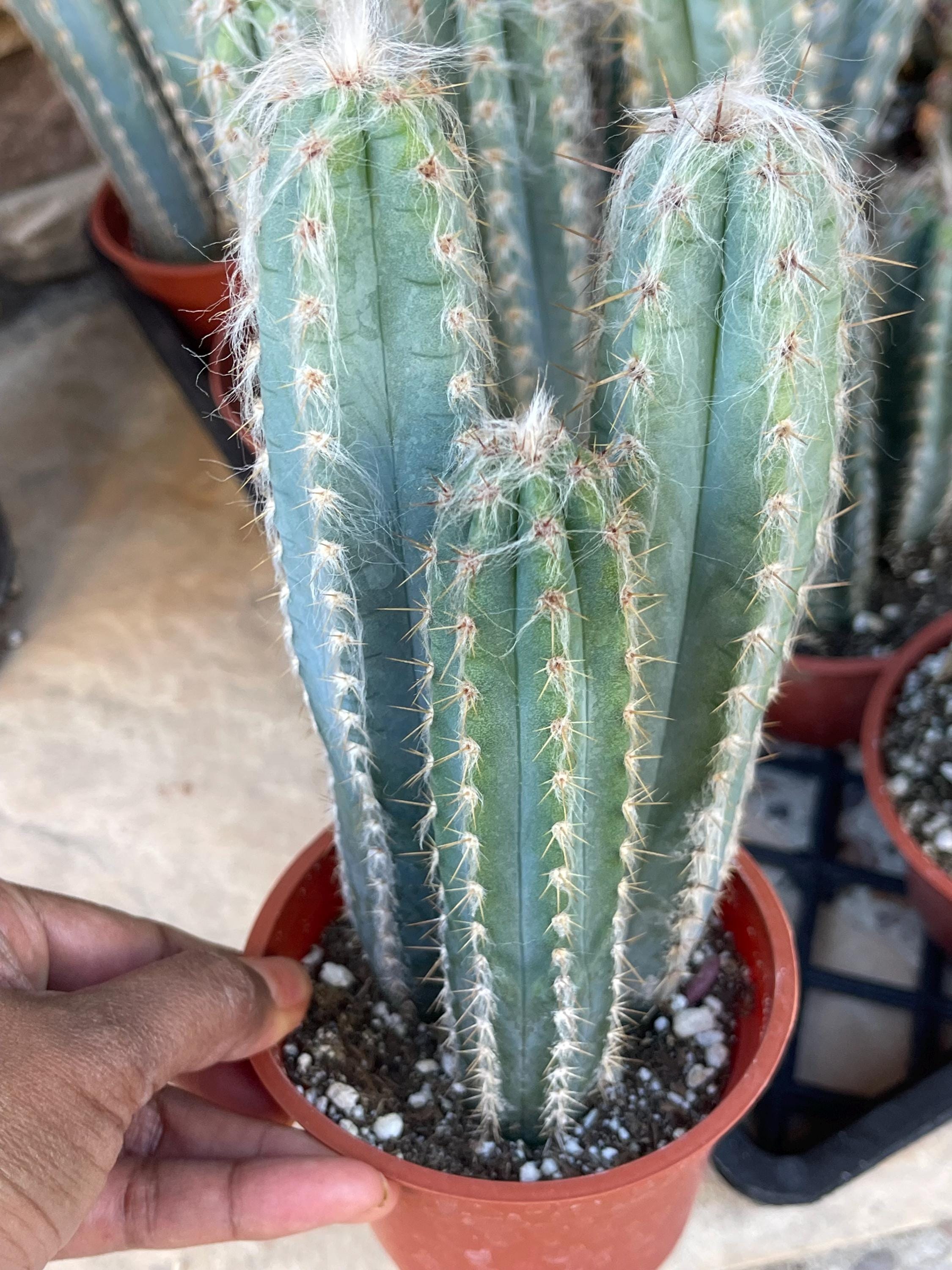 Hairy Blue Cactus | Pilosocereus Pachycladus | Live Plant Rare