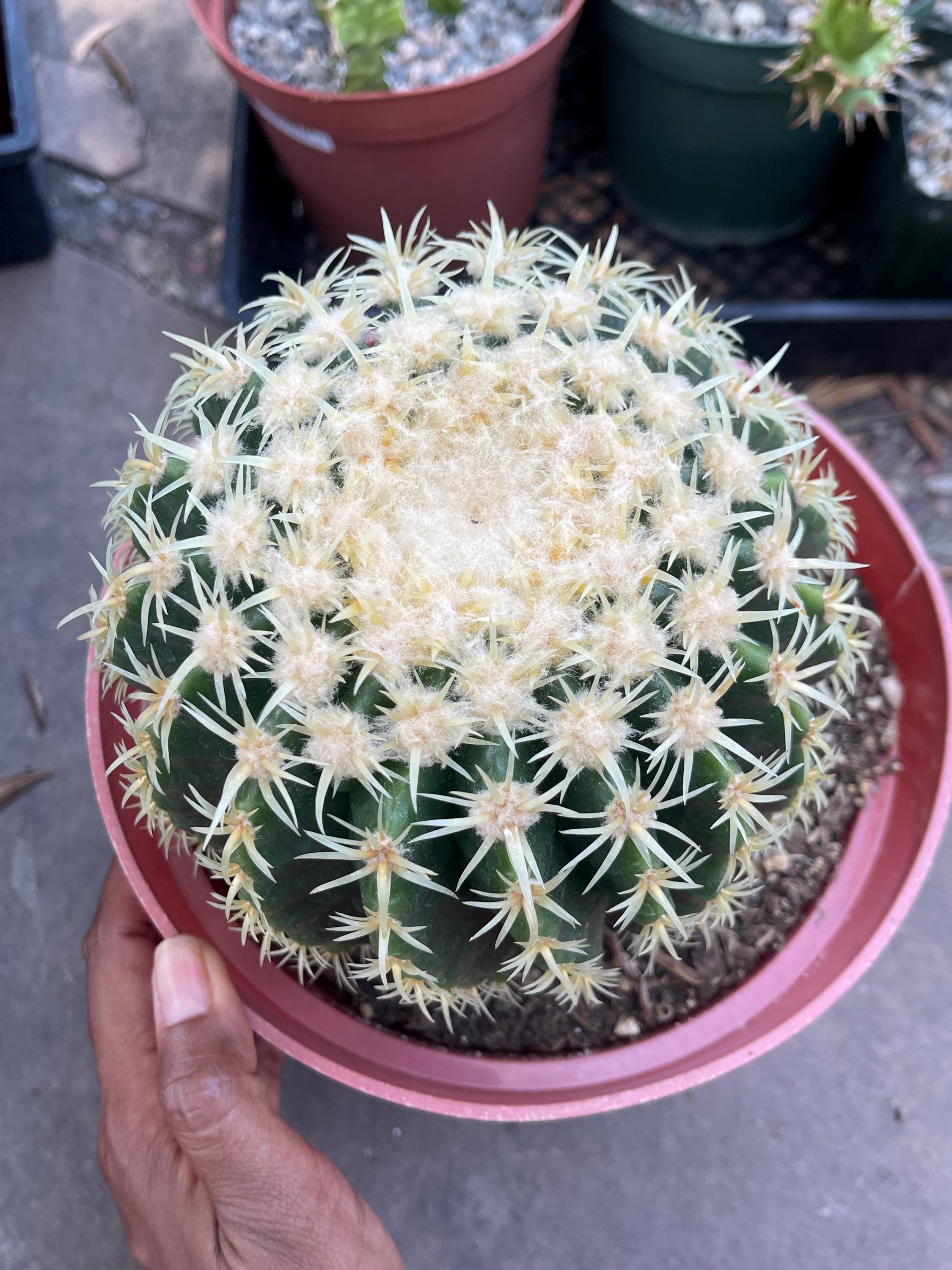 Echinocactus Grusonii Short Spine Cactus | Live Cactus Plant