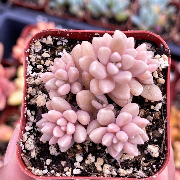 2” Pink Echeveria | Live Plant | Live Succulent