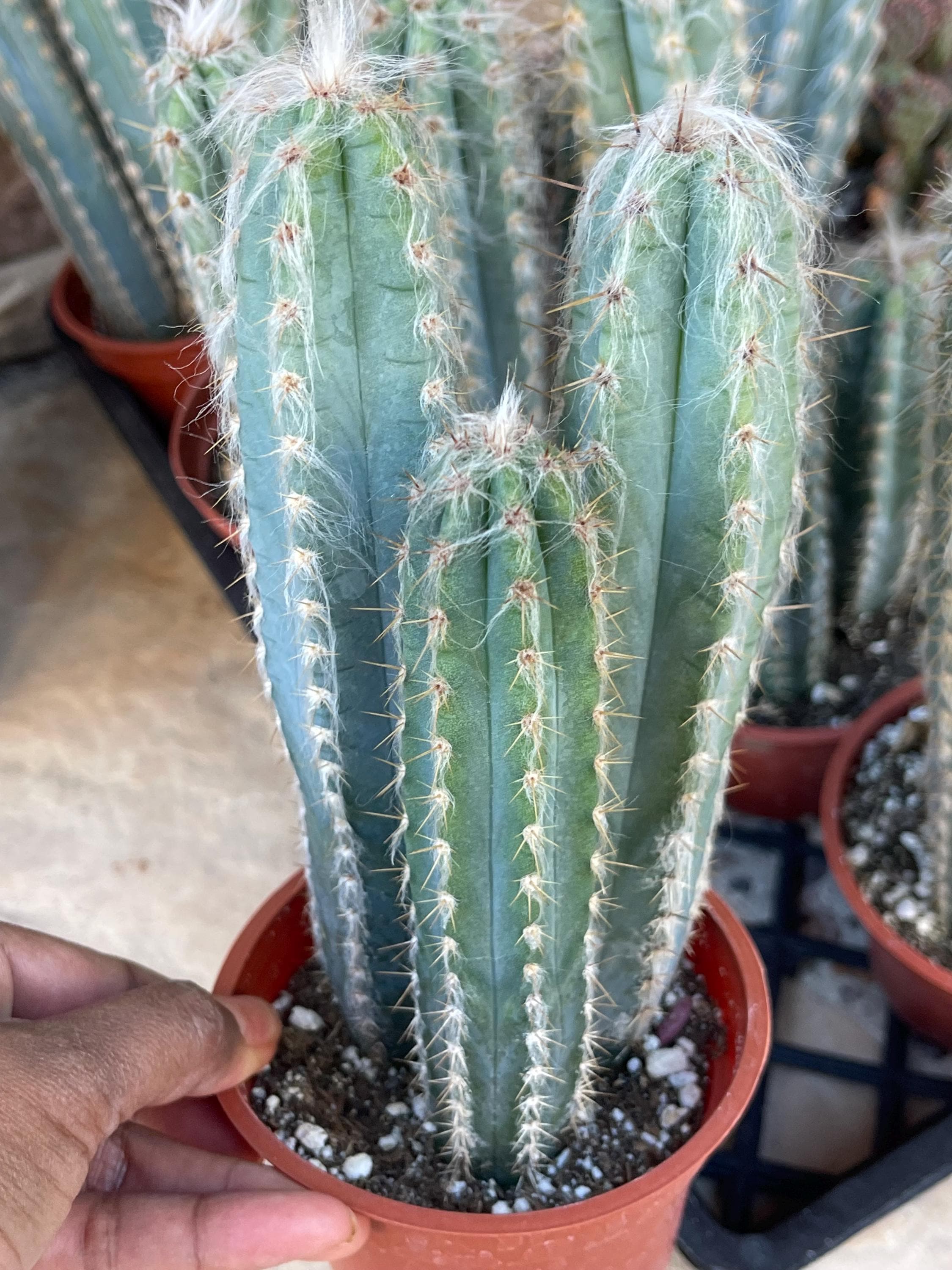 アガベ Blue cactus Hairy Blue Cactus | Pilosocereus Pachycladus | Live Plant Rare