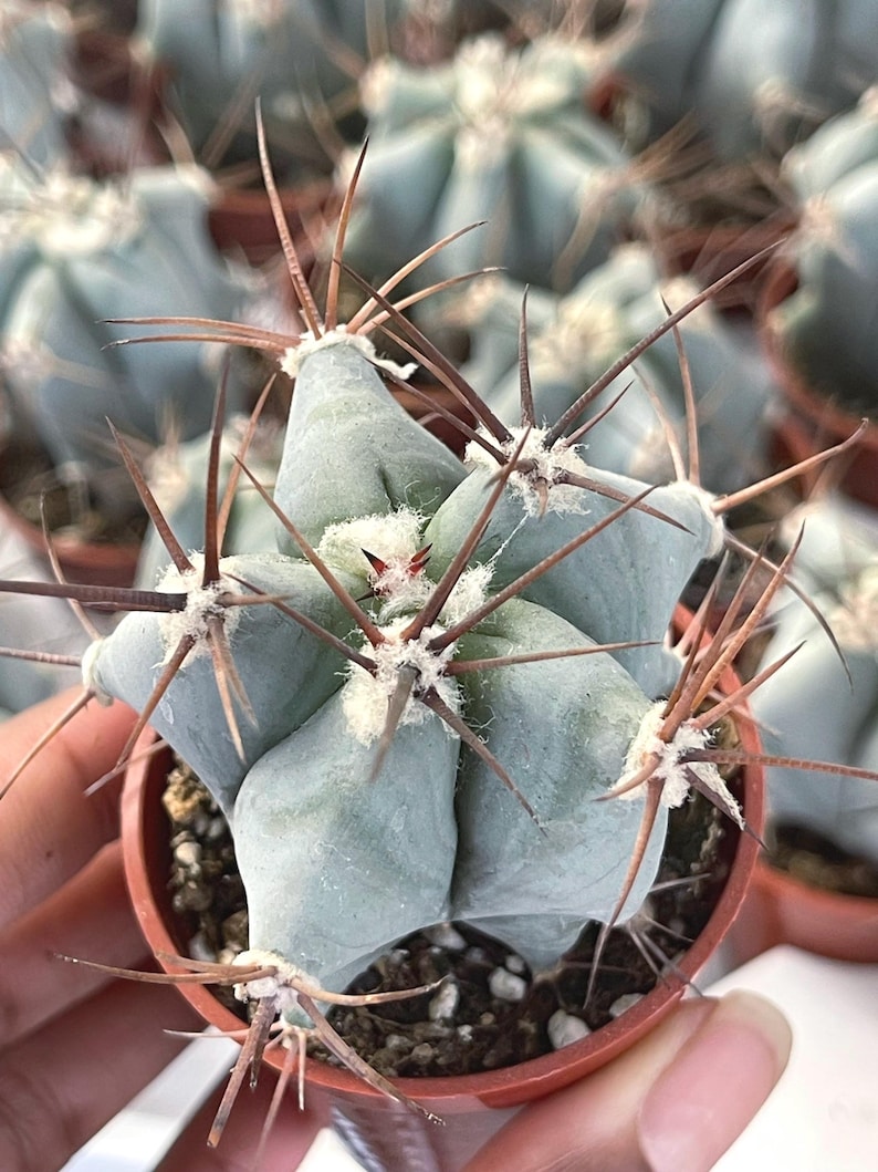 Echinocactus Ingens Live Plant - Thumbnail 5