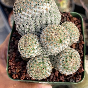 Mammillaria Herrerae - Etsy