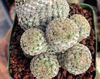 Mammillaria Huitzilopochtli 4" Inch Pot - Etsy