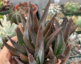 Aloe Black Gem | Alworthia Black Gem | Rare Succulent Colorful Succulent  Live Plant Unique Desert Plant Easy Care Outdoor Rare Cactus - Etsy