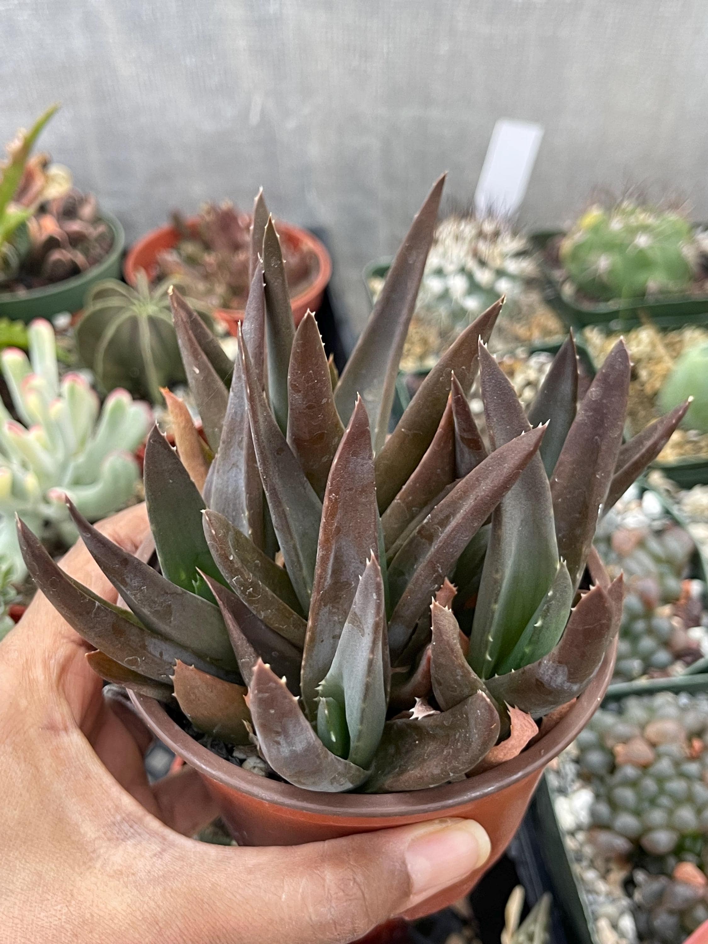 Aloe Black Gem | Alworthia Black Gem | Rare Succulent Colorful Succulent  Live Plant Unique Desert Plant Easy Care Outdoor Rare Cactus - Etsy