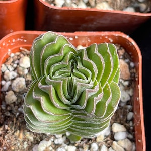 Live Buddha Temple Succulent with compact, symmetrical growth and silvery-green foliage, ideal for modern home decor