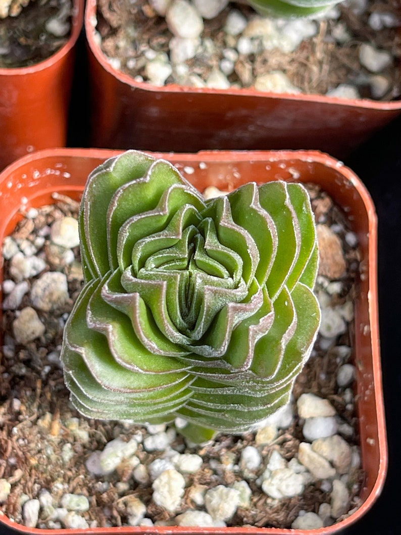 Live Buddha Temple Succulent with compact, symmetrical growth and silvery-green foliage, ideal for modern home decor