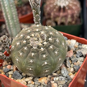 Gymnocalycium Ragonesei | Live Cactus | Live Plant